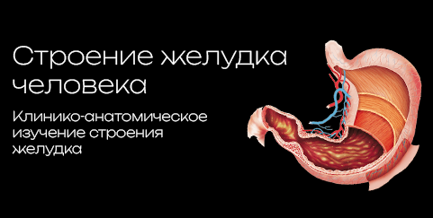Stomach 3D model preview